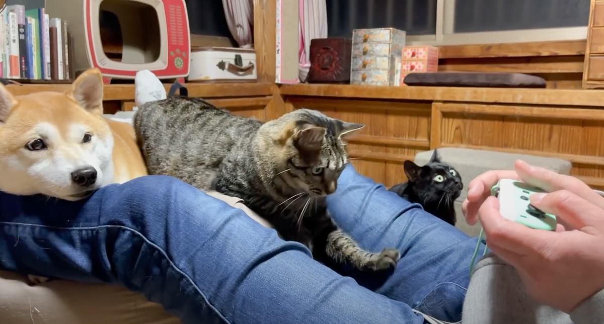 パパがゲームをしていたら、猫と犬に囲まれて…リアルな『ハーレム状態』が羨ましすぎると23万再生「めっちゃ幸せな時間」「ヨダレ垂れた」