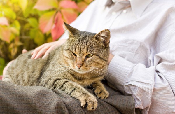 あなたの愛猫は幸せ？ダメ飼い主診断11項目