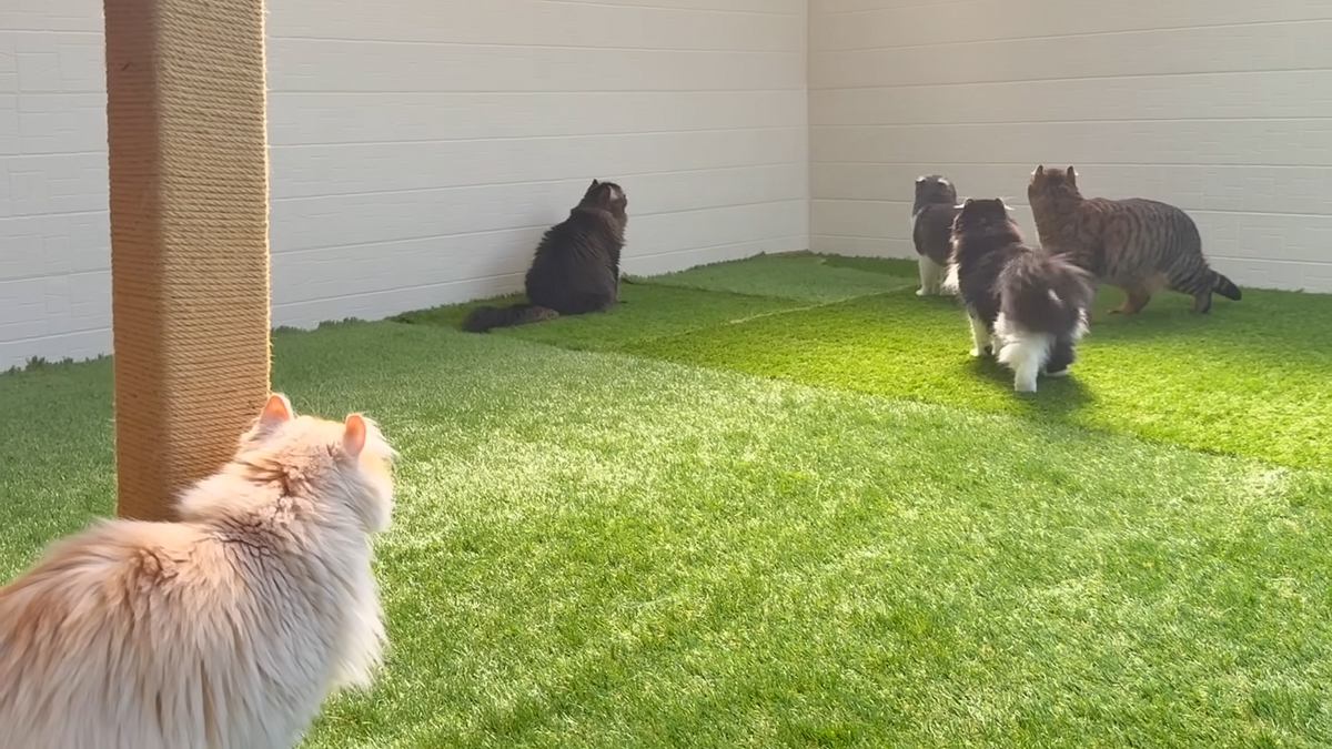 庭に4か月かけて『キャットラン』をDIY→猫にお披露目すると…驚きの完成度と最高の反応が25万再生「作ってもらいたい」「素敵」と絶賛