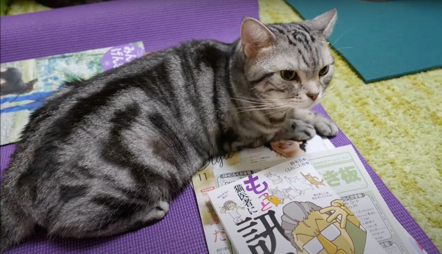 猫ちゃんの小さな抵抗！移動を余儀なくされる…