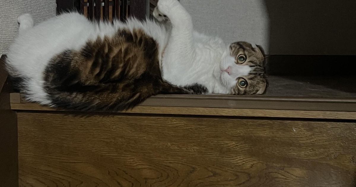 階段でくつろいでいた猫→バランスを崩した結果…『可愛すぎる表情』に笑ってしまう人が続出「ちゃんとカメラ目線ｗ」「よく撮れてるｗ」