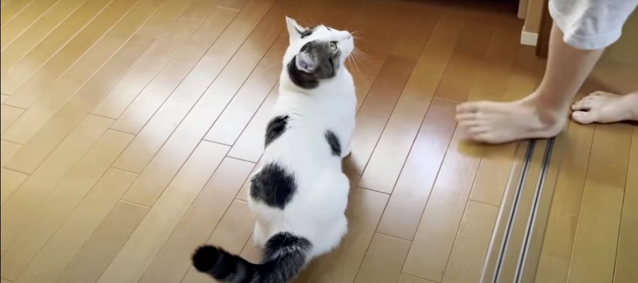 催促する相手を間違えちゃった猫ちゃん