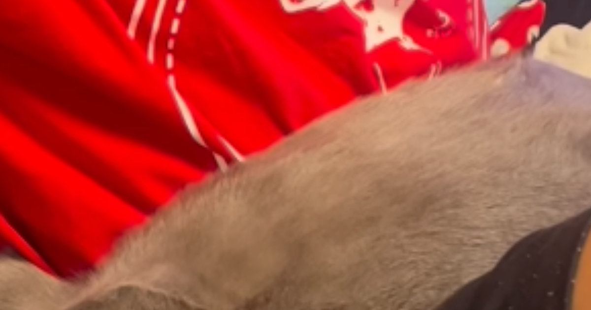 普段は怪獣みたいに『元気いっぱいな猫』→ママには甘えないのに、息子の前になると…微笑ましい光景が11万再生「すごい体勢ｗ」と反響