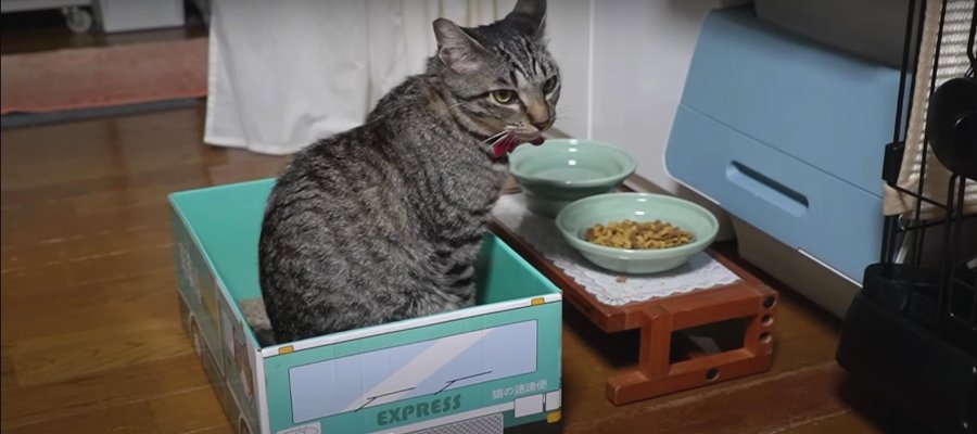 『ごはん前』で停車！猫ちゃん専用お食事バス♪