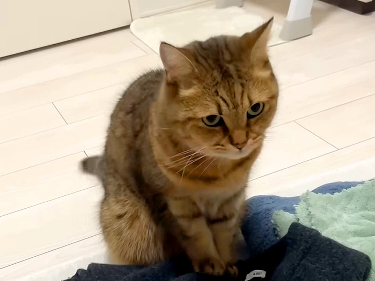 洗濯物をたたんでいると、猫がやってきて…可愛すぎて許してしまう『迷惑行為』に反響「お日さまのにおいなんやろか」「畳み直してる説ｗ」