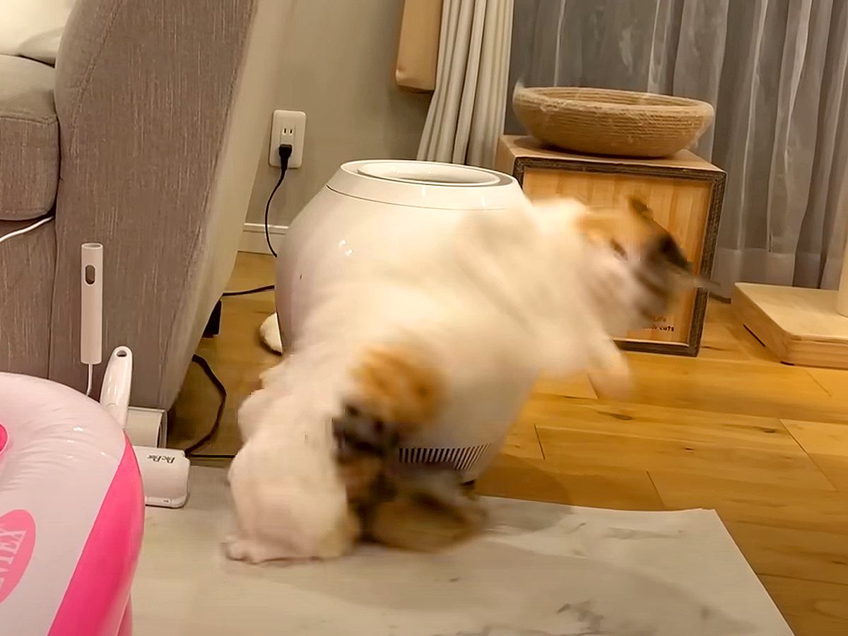 『個性強めな５匹の猫』→日常の笑える場面をまとめてみたら…面白すぎる『名シーンの数々』に「何回も見ちゃう」「爆笑したｗ」と反響