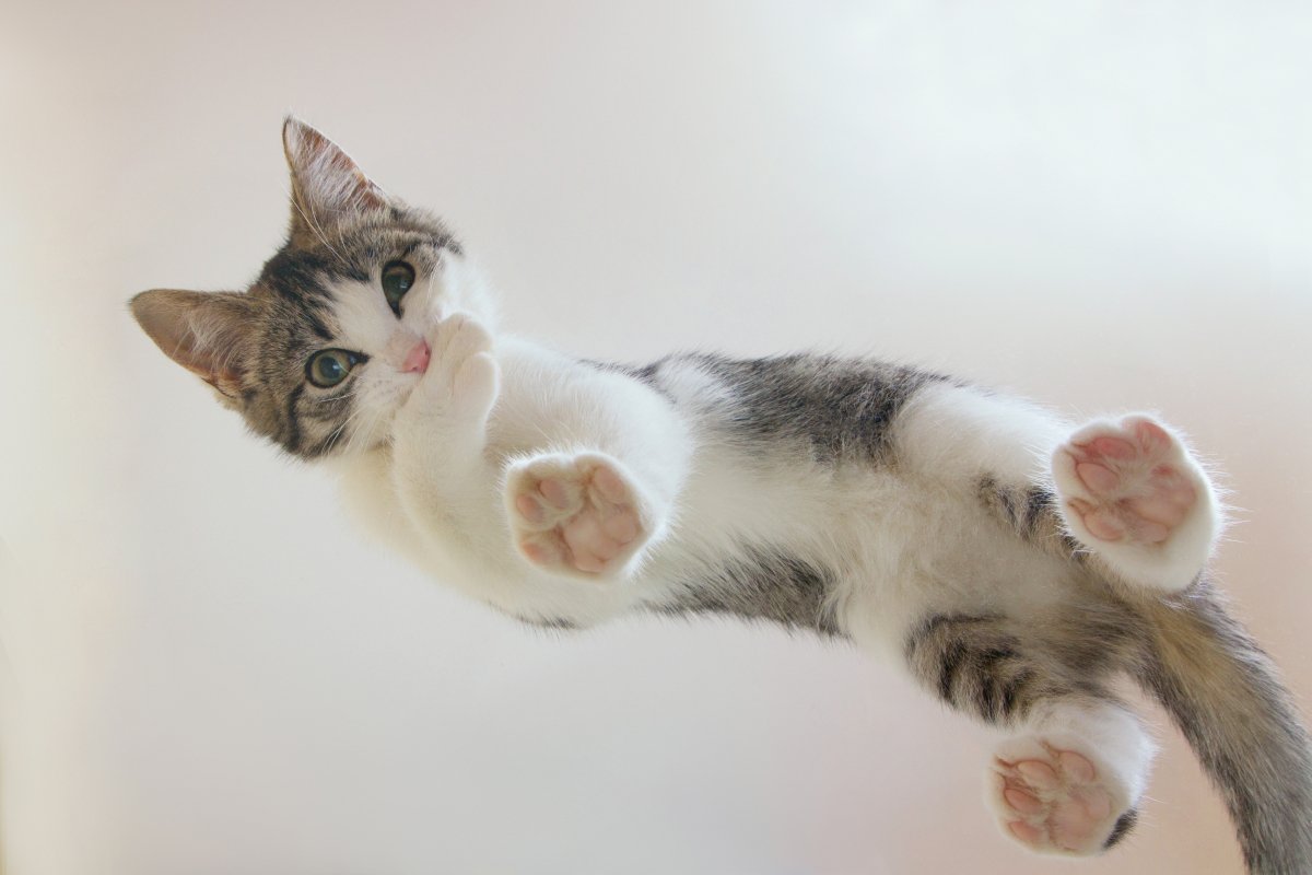 猫の『足の裏の毛』をカットしたほうがいい理由4つ　放置すると起こりうるリスクや正しい整え方