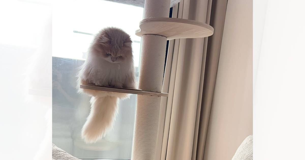 「守り神みたい」キャットタワーの上からじっと見つめる猫→『下』にいたのは……とんでもなく平和で『尊すぎる瞬間』が10万表示