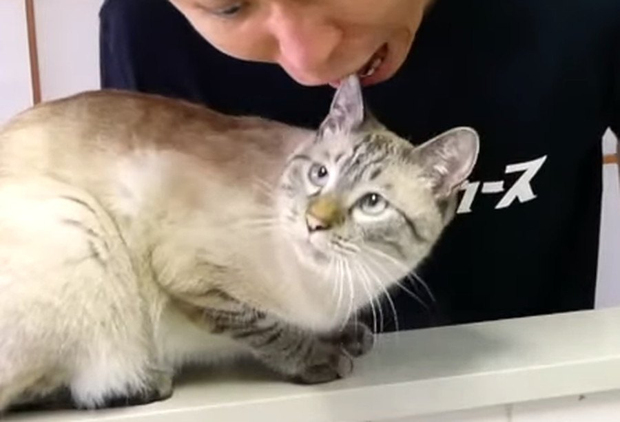 作業の息抜きに猫ちゃんを食べる？！