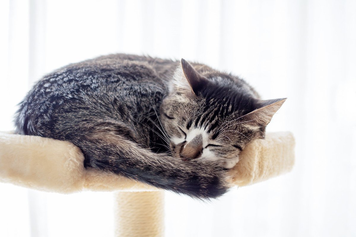 愛猫が『余命宣告』を受けた…飼い主がすべきこと4つ　悔いのない最期を迎えるための心得とは