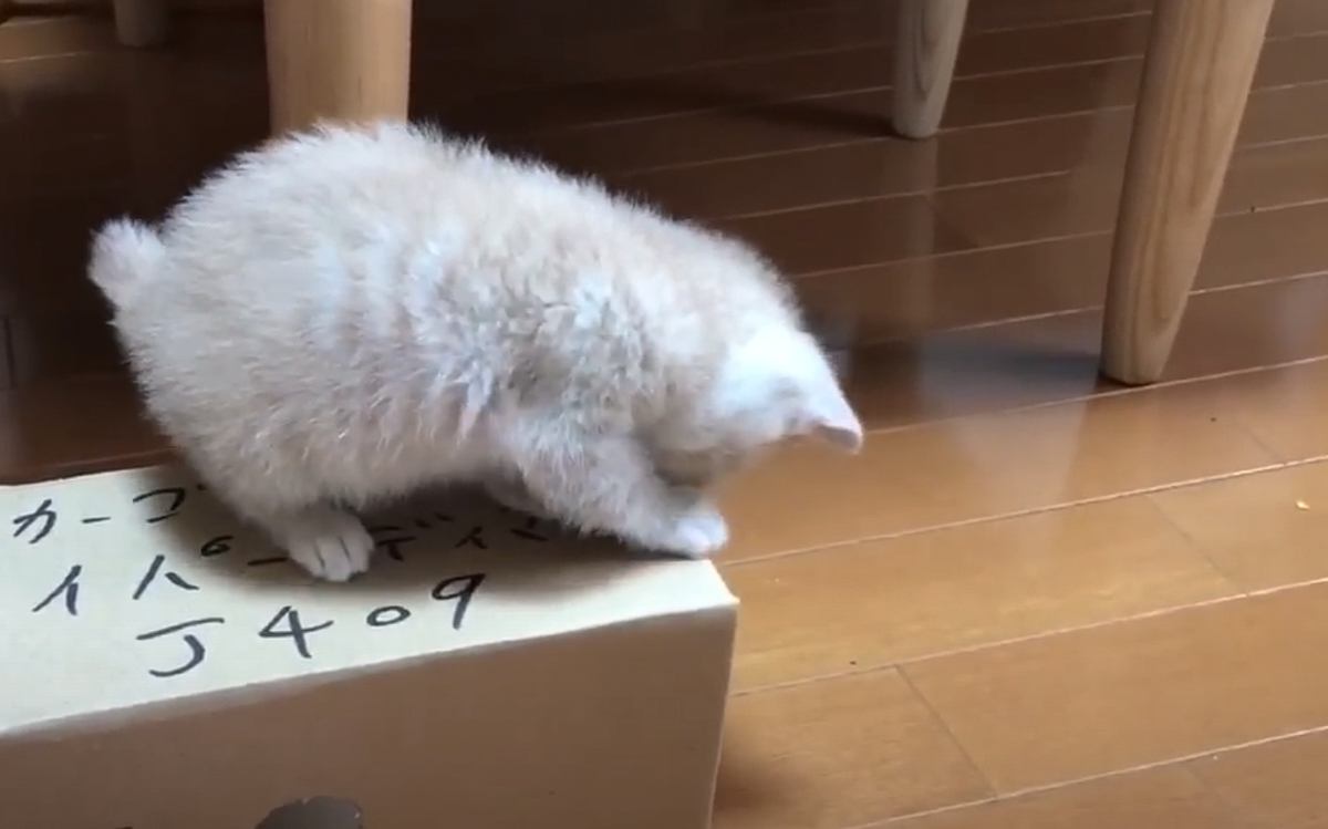 『箱の上で遊んでいる子猫』を見ていたら…起きてしまった"思わぬ悲劇"に「思わず笑った」「期待に応えてくれるね」と18万再生