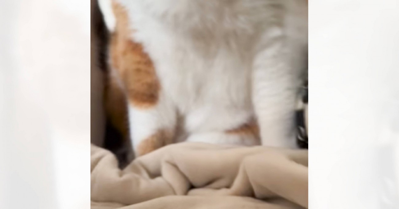 『寝坊した猫の飼い主さん』→起きて目の前を見てみたら…『圧強めな光景』が笑っちゃうと71万再生「お腹空きましたってｗ」「たまんないねｗ」