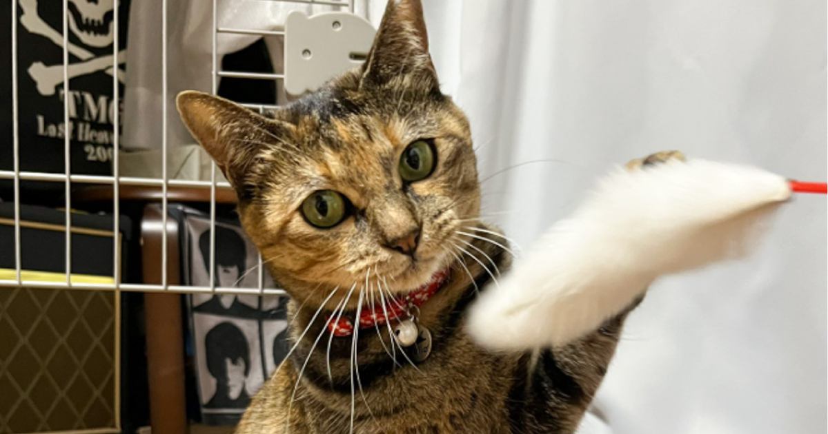 猫じゃらしの動かし方が下手だったときと上手かったとき…想像以上の差がおもしろすぎると1万8000いいね「野球選手みたいｗ」「笑ったｗ」