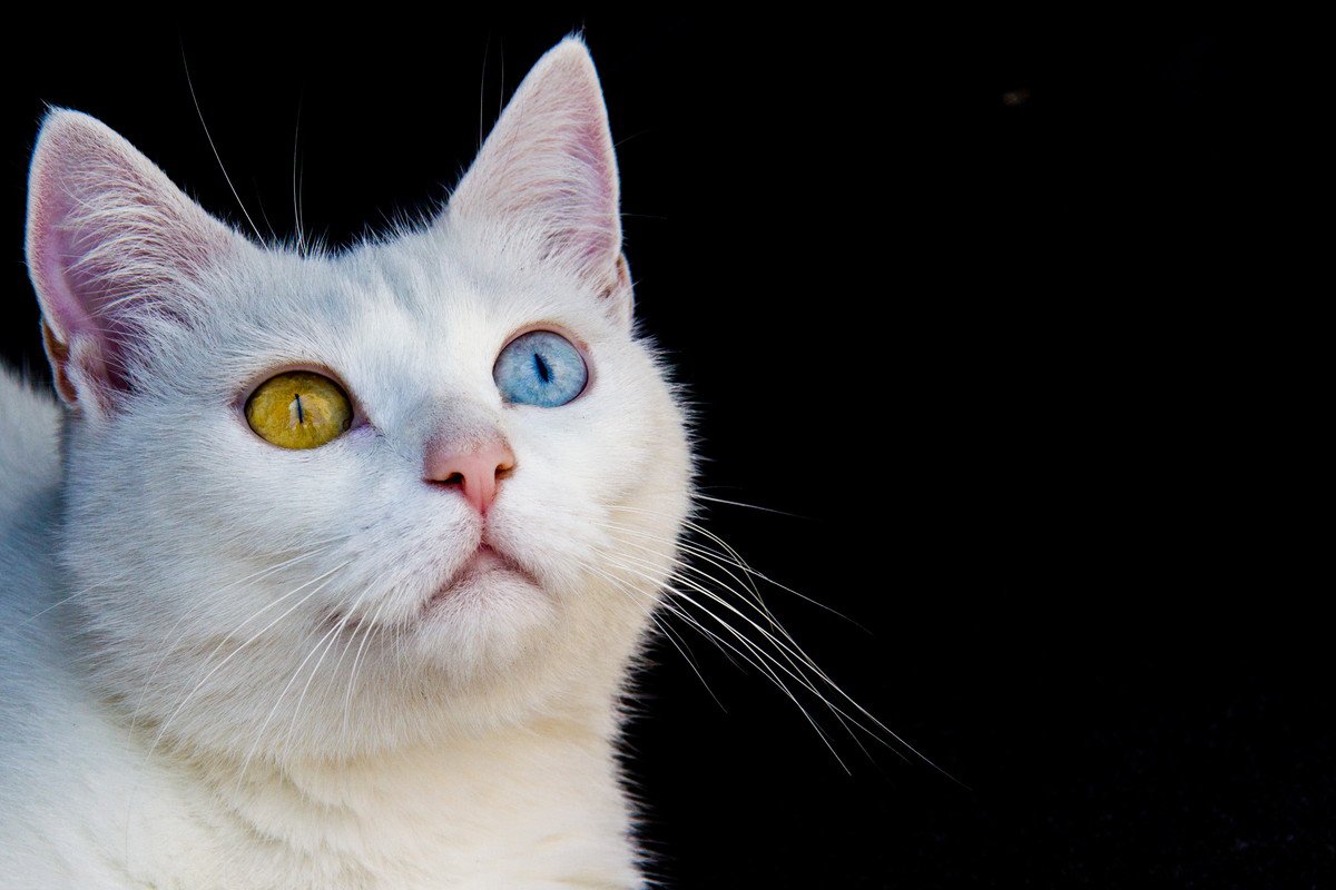 猫の美しい『目の色』の不思議3選　全部で何色？めったに見られない珍しい色があるって本当？