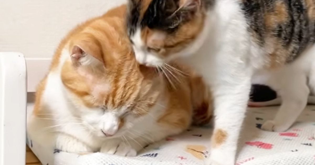 構ってもらえなかった保護子猫…去り際の『まさかの行動』と先住猫の反応に「猫の皮を着た菩薩ｗ」「悟り開いてるｗ」と笑う人が続出