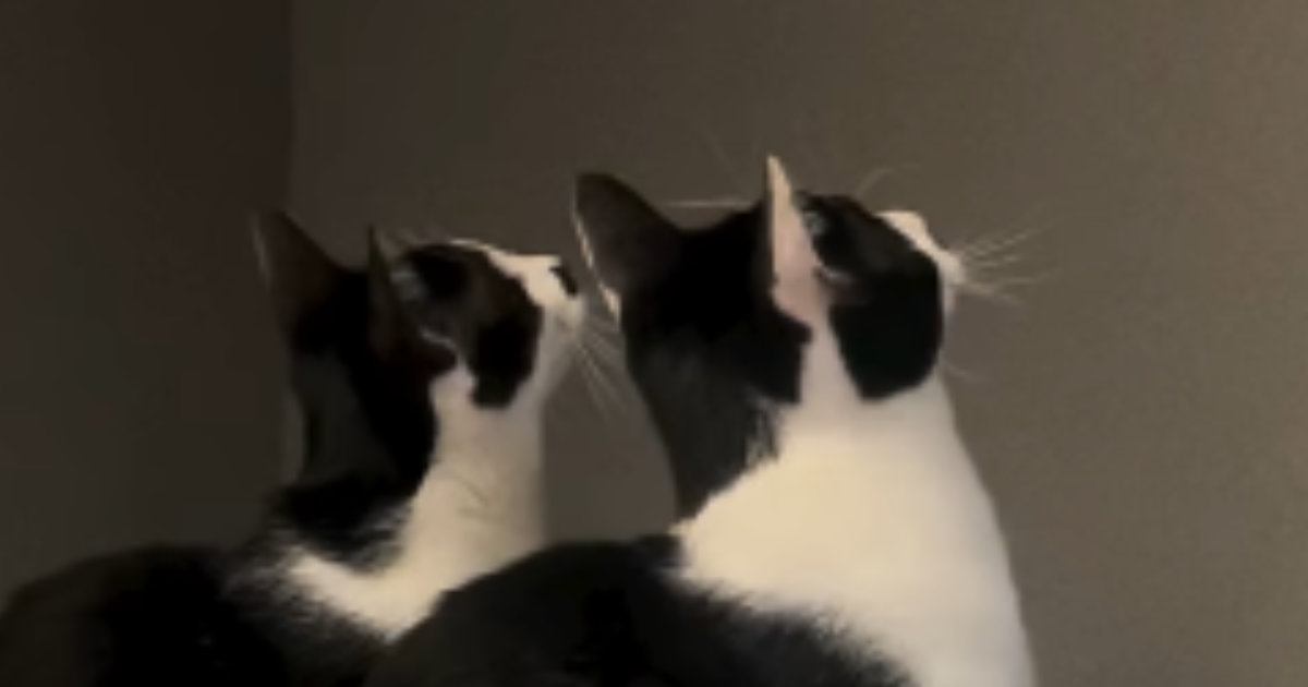 『おもちゃに夢中な2匹の猫』→他の猫も集まってきて…たまらなく可愛らしい様子が19万再生「すごい反応ｗ」「ハチワレ天国すぎる」
