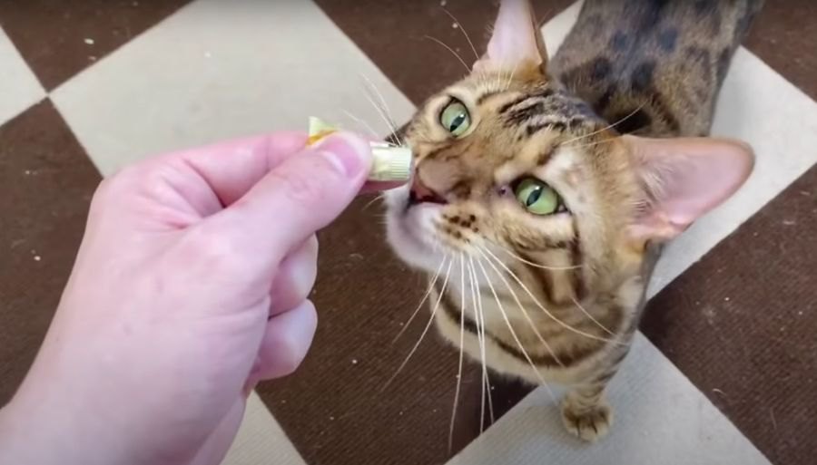 おもちゃで遊んだりおやつをもらったり、パパを独り占めする猫さん♡