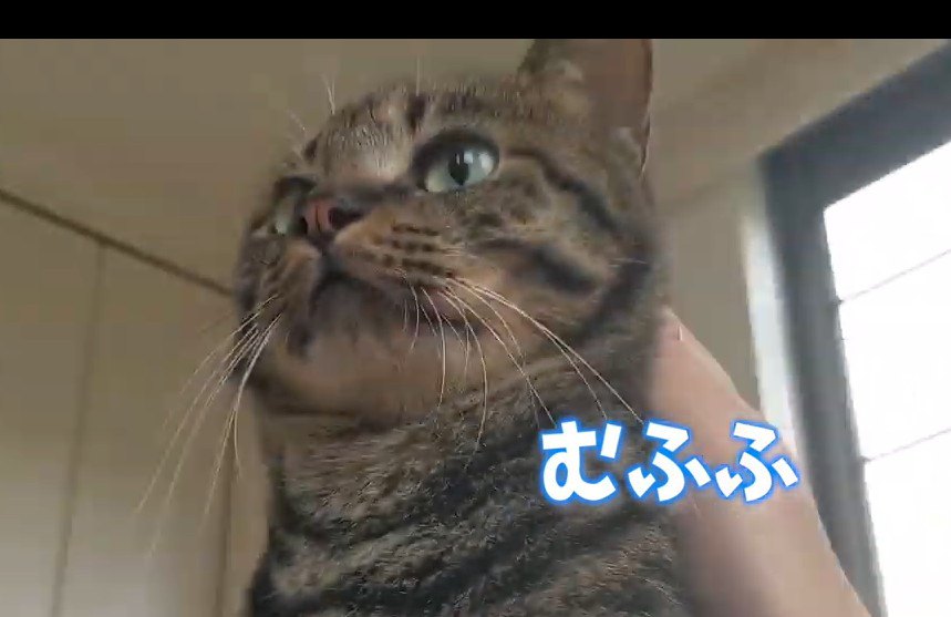 猫ちゃん喜びのアタック！