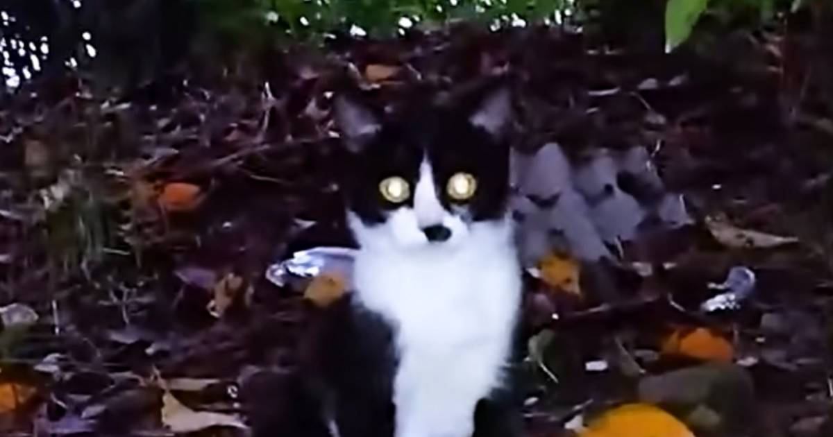 公園に捨てられた『生後1か月の子猫』を保護した結果…幸せになるまでの軌跡に「涙があふれた」「素敵な人と出会えて本当によかった」と感動
