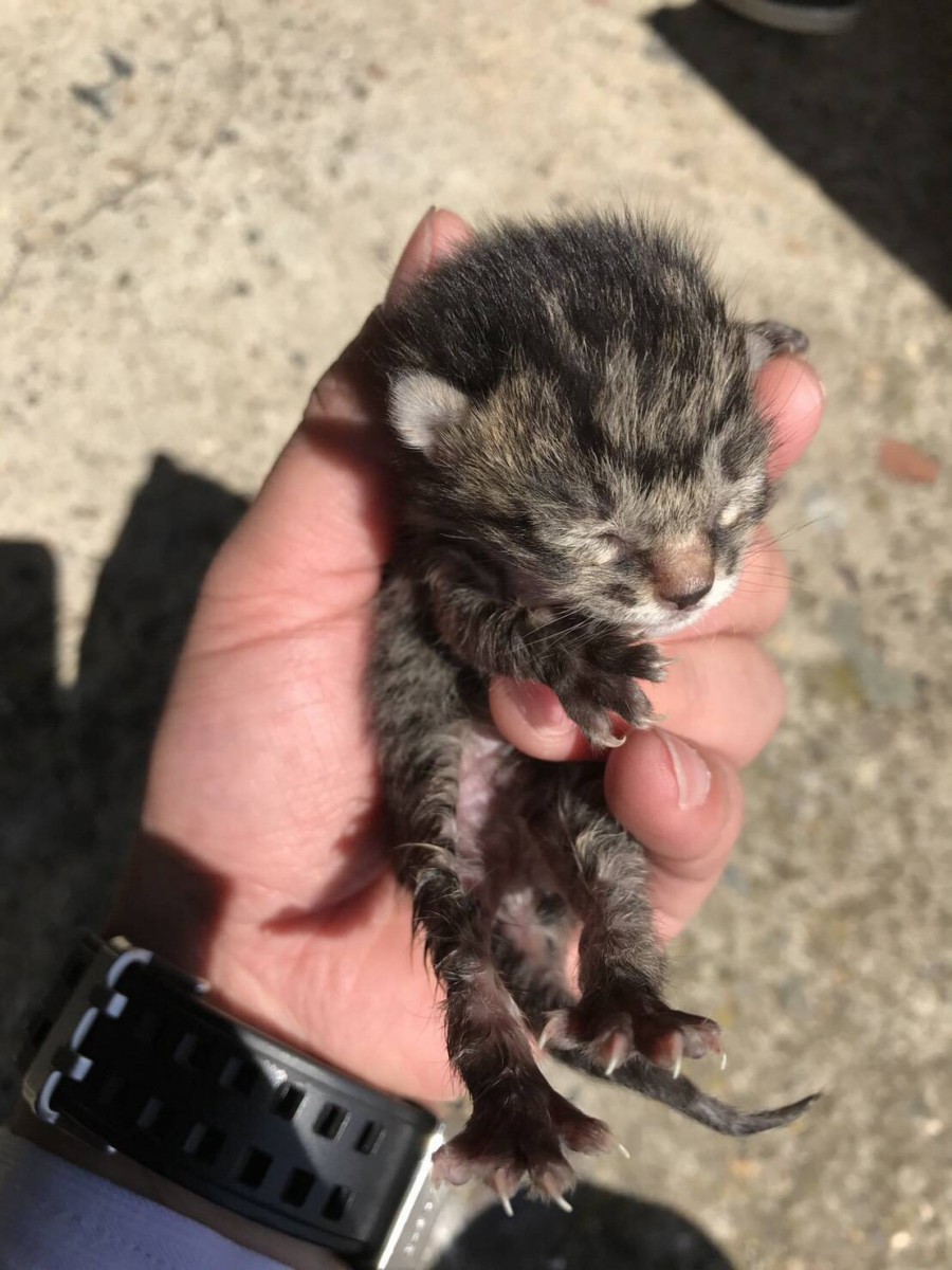 捨て猫だった『ぽち』今ではかけがえのない大切な家族