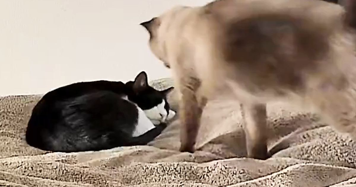 仲良しな2匹の猫ちゃん→寄り添って眠る『尊すぎる瞬間』に癒される人が続出「ニヤニヤが止まらない」「大好きなんだね」と１万いいね