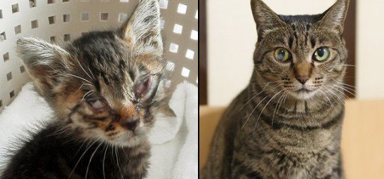 小さな命の尊さに涙！成長した姿に溢れる飼い主さんの思いに共感