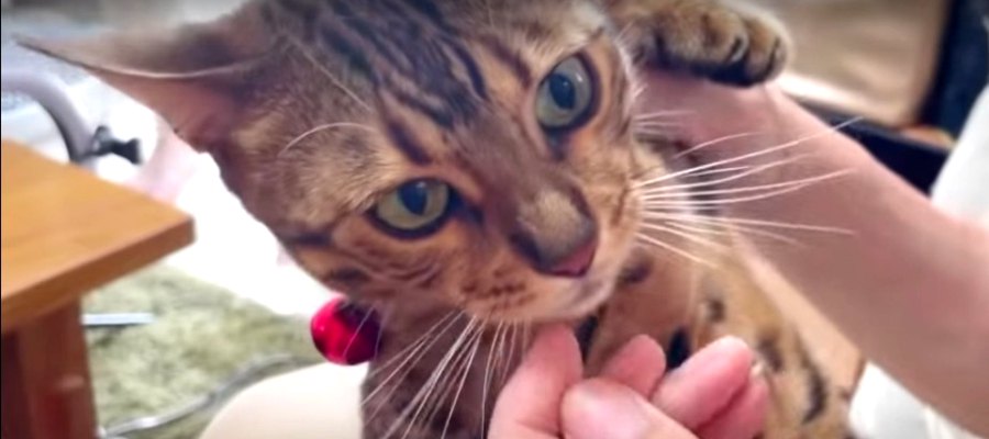 飼い主さんのお父さんがやってきた！パニクる猫さんたち