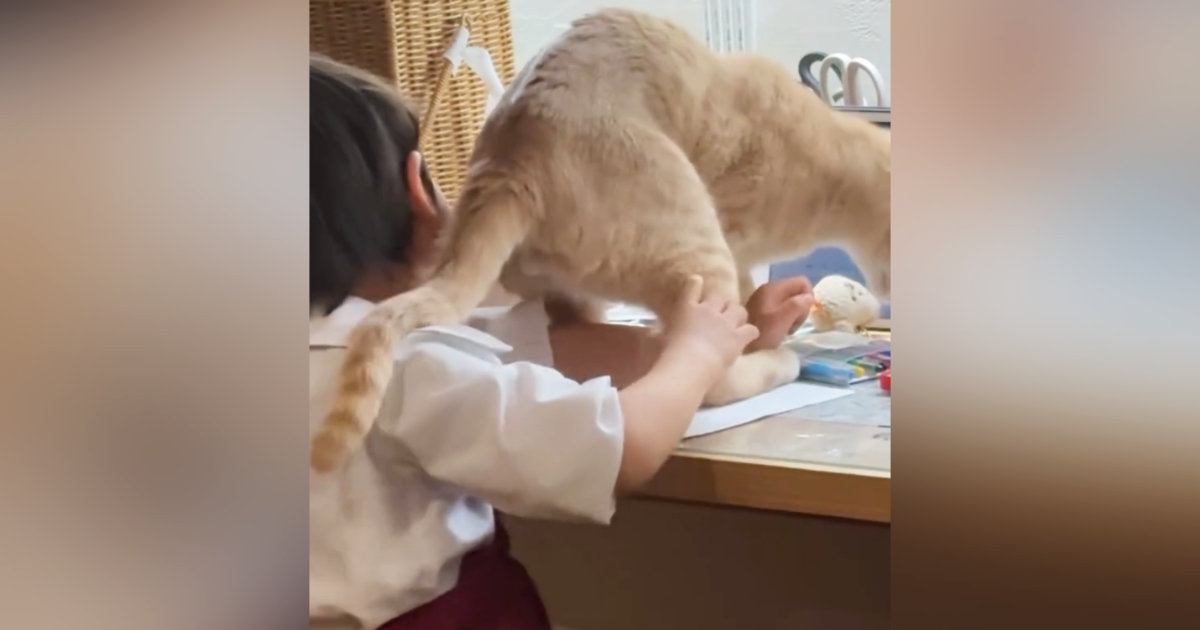 色塗りを楽しんでいた子ども→『かまってほしい猫』がやってきた結果…まさかの光景に「絶対わざとやってるｗ」「とんでもない可愛さ」と話題