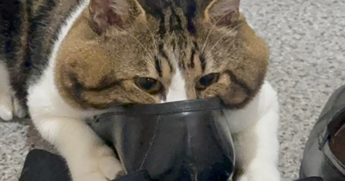 玄関に向かった猫→何をしに行ったのかと覗いてみたら、来客の靴の前で…衝撃的な光景に42万いいね「長靴を嗅いだ猫」「深夜に大爆笑した」