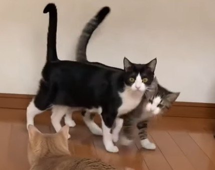 猫ちゃん達のシンクロ偽装かと思いきや…！