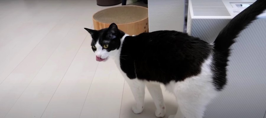 『ちょっぴりパニックったにゃ…』ご飯を怖がる猫ちゃんのリハビリ！？