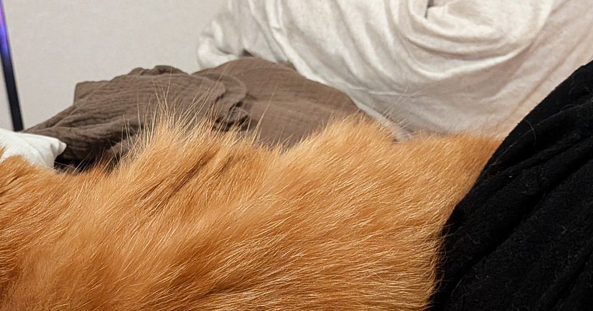 布団で寝ていた猫、頭の位置を見てみると…まるで人間のような『まさかの光景』に6万いいね「もうほぼ人じゃん」「ちゃっかり使うよねｗ」