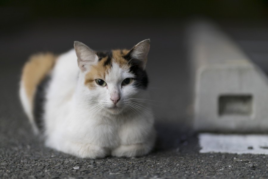 野良猫を保護する時のNG行為３つ