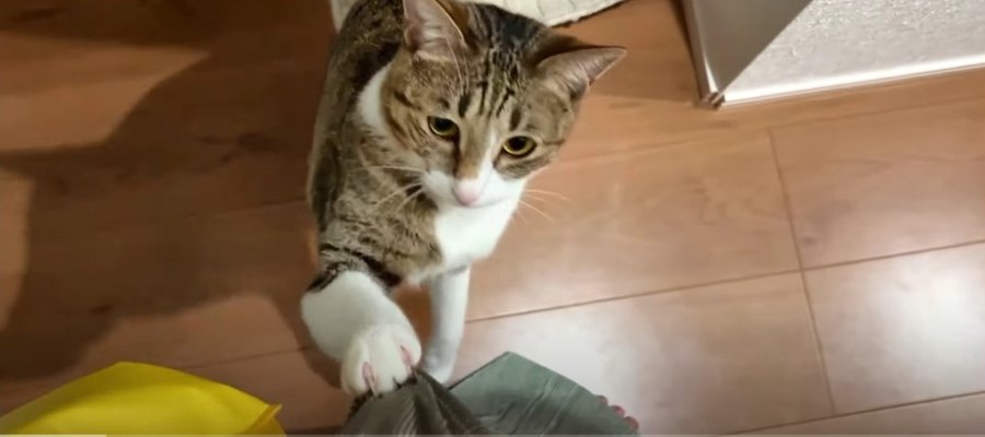 朝からパワー全開！可愛い猫ちゃんから元気をもらえる♡