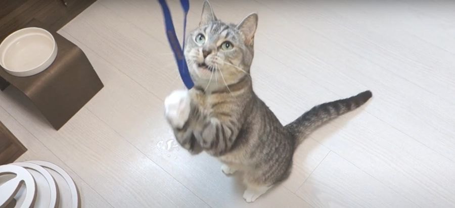 思わず立ち上がる！二本の紐に猫パンチする猫ちゃん♪