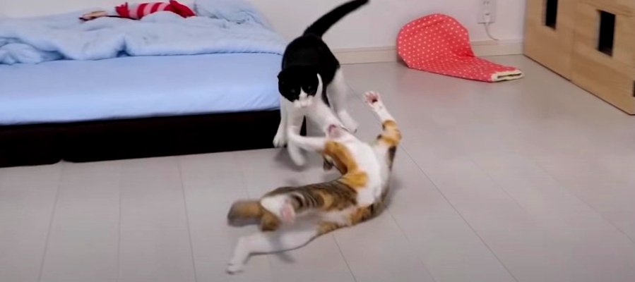 アクシデントだらけ？！猫ちゃんたちの運動会にご注目！