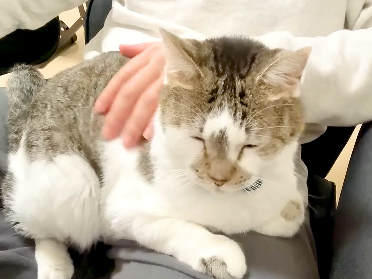 いつもはパパに『塩対応』な元野良猫→ママが不在になると…想像もできなかった『態度の豹変っぷり』に反響「たまらないね」「パパ至福の時」