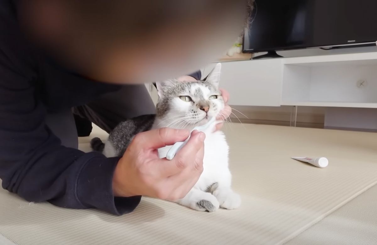 不器用なパパが『猫の歯磨き』に挑戦した結果…想像以上の"結末"に反響続々「ママと何が違うんだろうｗ」「素晴らしい努力」の声