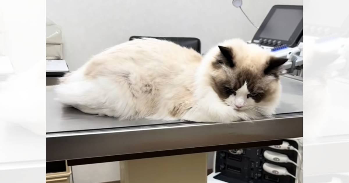 動物病院で飼い主さんを睨んでいた猫→『先生が来た』次の瞬間…もはや別猫レベルの『豹変ぶり』が75万再生「覚えてろよの目ｗ」「ガチで草」