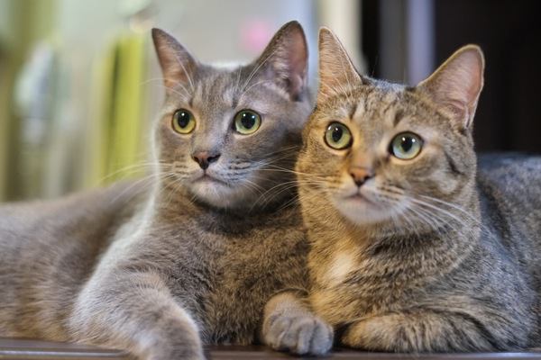 猫の嫉妬にご用心！多頭飼いでの気配り方法３つ