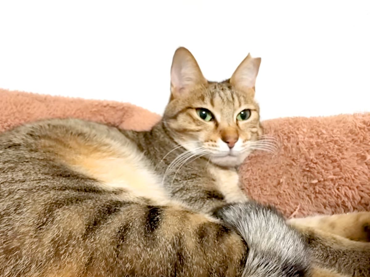 パパのことが大好きな猫→起きてきたパパに名前を呼ばれると…喜びのあまり見せた『愛情表現』に反響「見ている私も幸せ」「歓喜の舞」