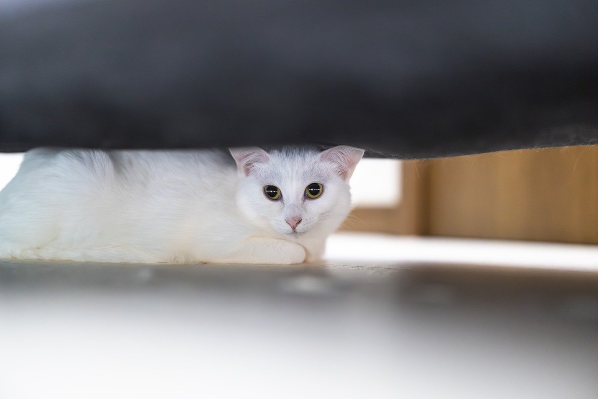 猫を愛する人が『絶対にしないこと』6つ　避けるべき理由や愛猫に与える悪影響まで