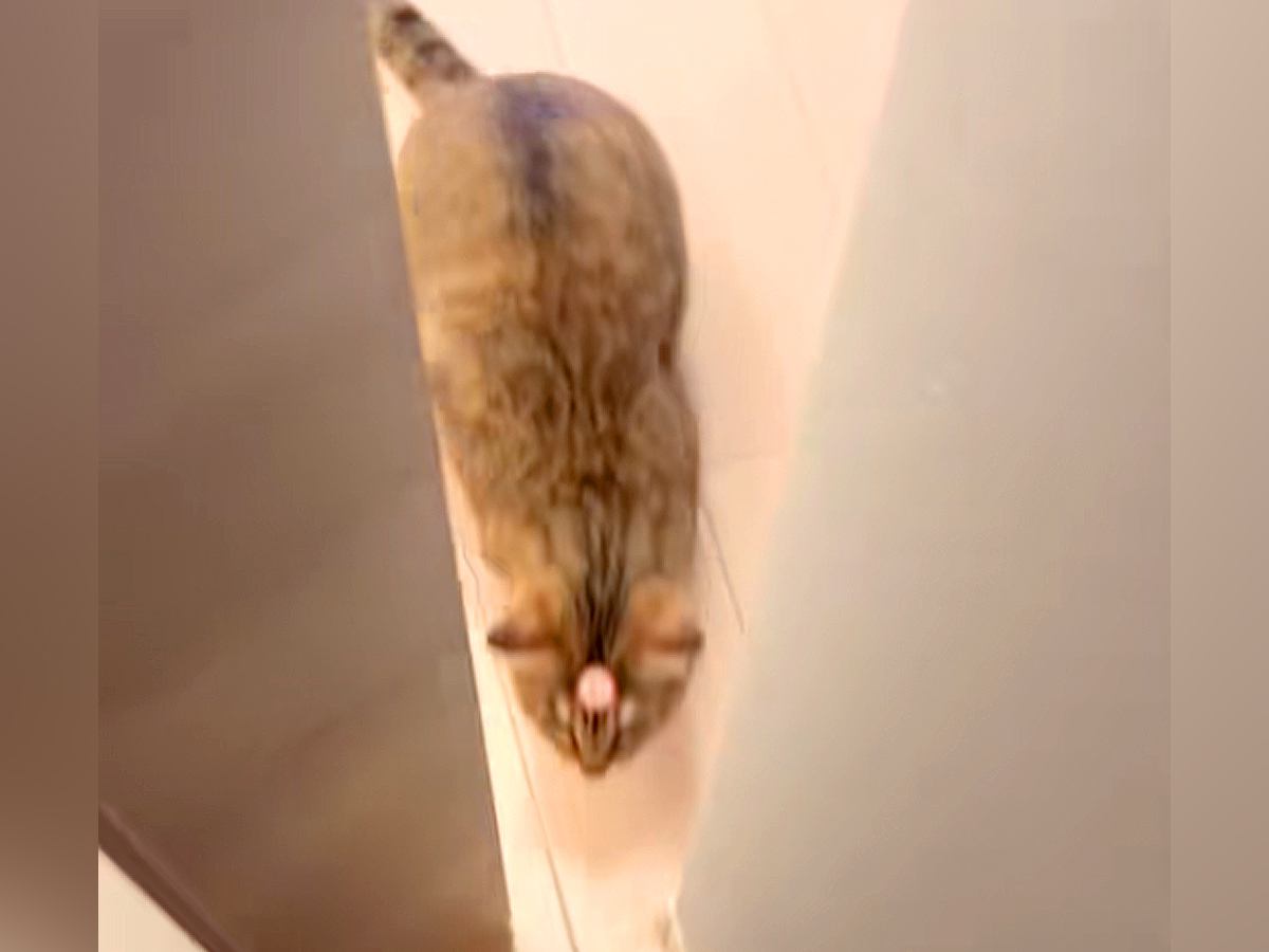 ドアを開けたら、飛び出してきたネコ→『おでこに何かついている』と思ったら…『まさかの光景』に「左にスライドしたくなるｗｗｗ」と爆笑