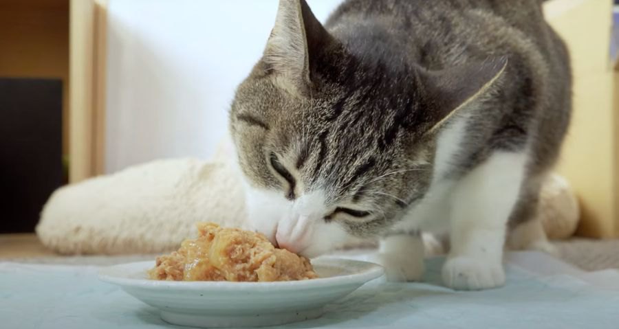 聞いてて気持ち良い！猫ちゃんの咀嚼音♡