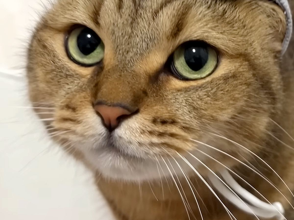 「なんか違うけど似合う」丸顔で可愛い猫が、帽子をかぶった結果…あまりにも『ダサかわいい姿』に「被り方にこだわりｗ」「水泳帽みたい」