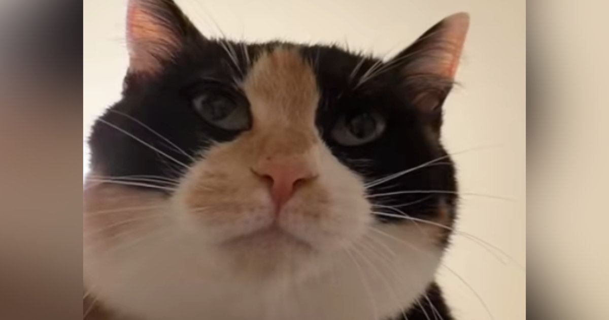 猫になりきって『愛猫にお説教』してみた結果…想像以上の『リアクション』が76万再生「ちゃんと効いてそうｗ」「うちの子も反応したｗ」