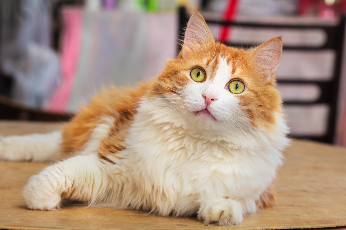 猫も『死んだフリ』をする？！猫が突然動かなくなる理由5選