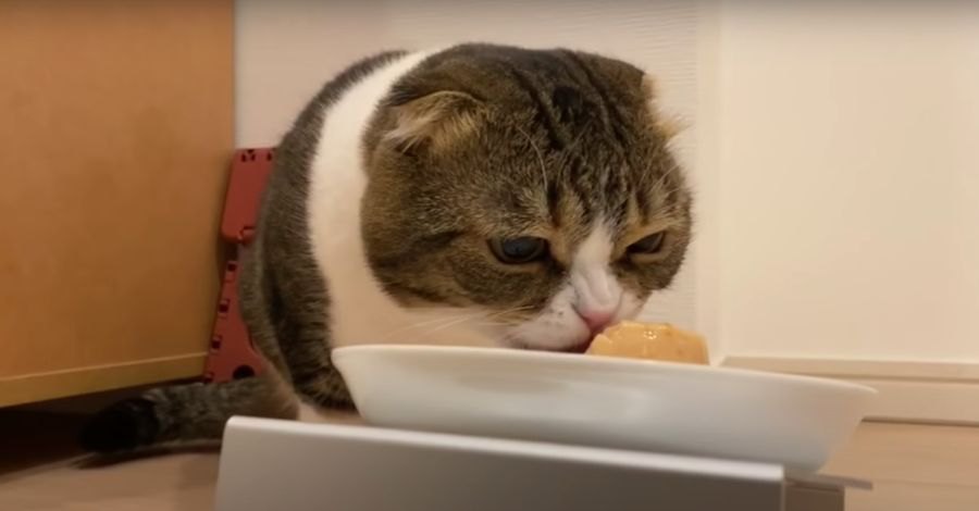 美味しいおやつを食べながら喋ってしまった猫さん！