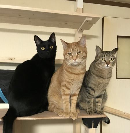 キャットウォークで運動会！！