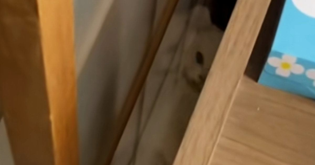 狭い隙間をのぞき込んだら、『ネコ』が…210万再生された『絶妙すぎる挟まり方』に「居心地いいのかなｗ」「見れば見るほど笑えるｗ」